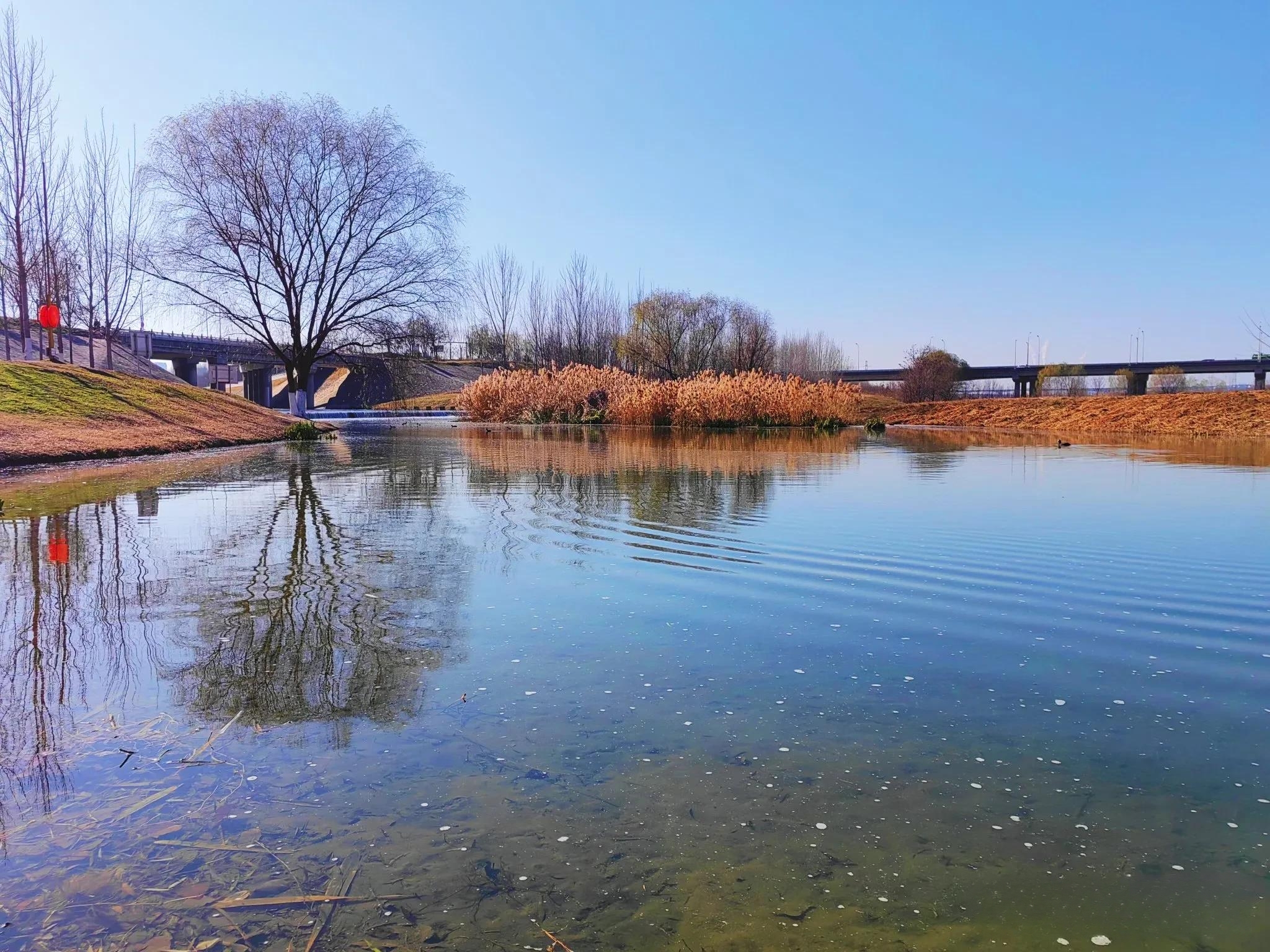 西安浐灞国家湿地公园北岸生态滩区的芦花正盛开