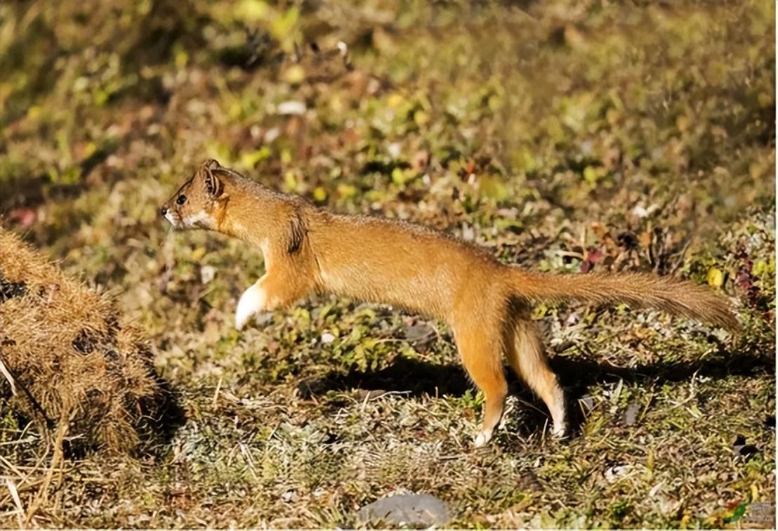 被称作"黄大仙"的黄鼠狼,到底有多厉害?为何都不敢招惹它?