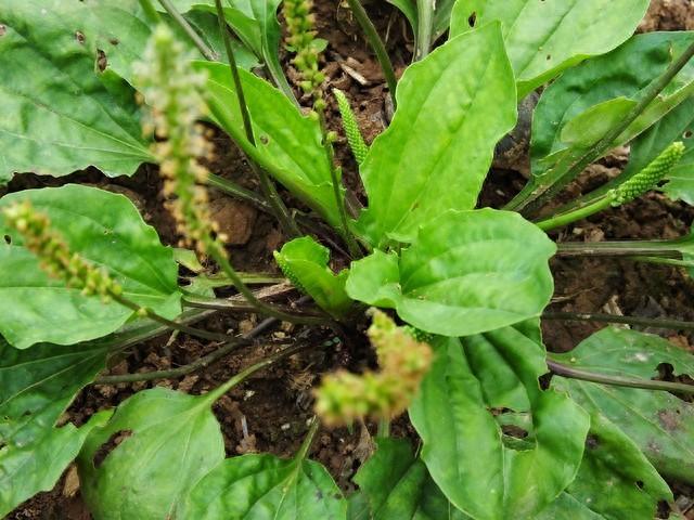 俗称利尿草,叶子像猪耳朵,农村人看到就挖回家,车前草价值珍贵