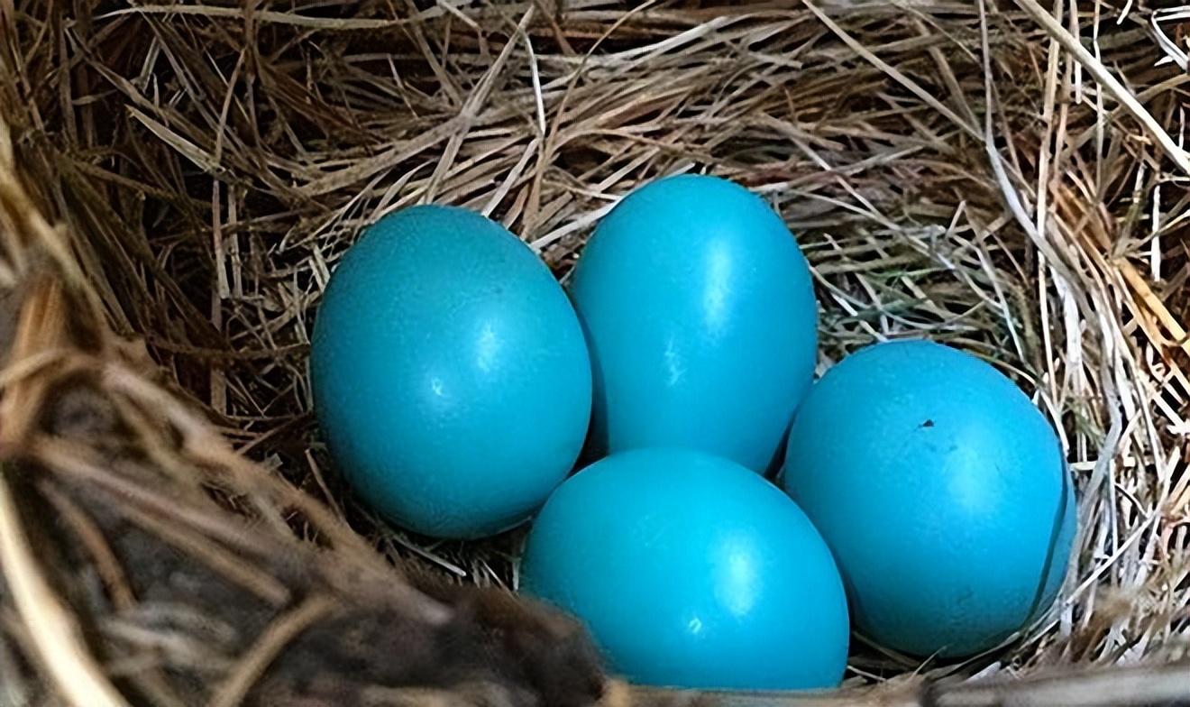 おりこう雀と自然の天使 : きじ鳩の卵・雀の卵・鶏の卵