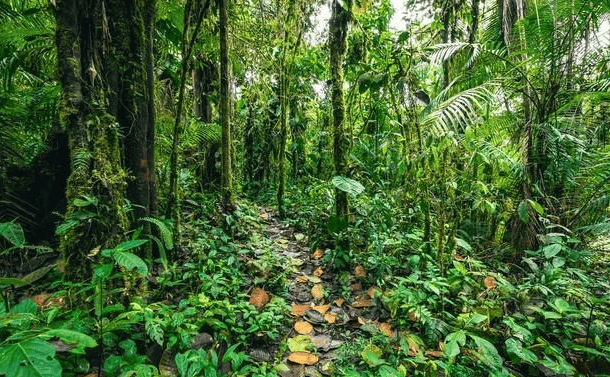 为什么人们不敢在亚马逊河中游泳?