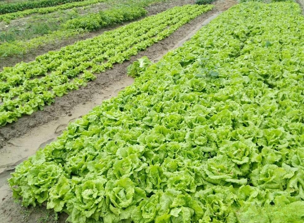 生菜种植全攻略:从种子到餐桌,手把手教你种出脆嫩生菜!