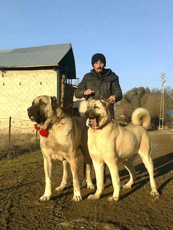 新疆地区的猛犬图片