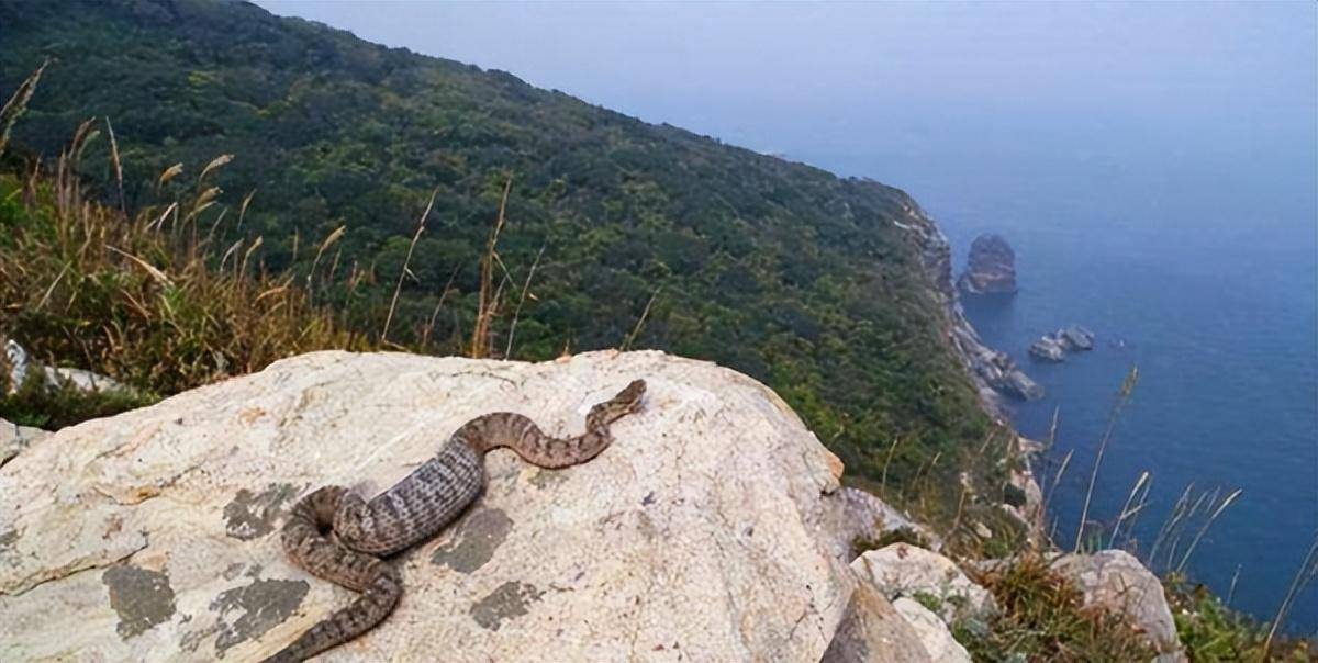 大连蛇岛上的毒蛇,都是从哪里来的?为何这里的毒蛇如此之多?