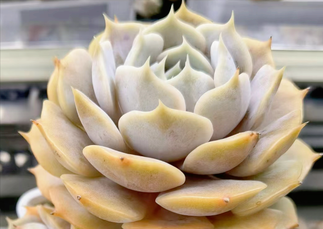 多肉芬达露娜,看起来它是"芬达"加了后缀,但其实却另有来头!