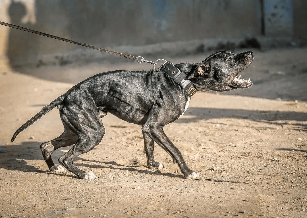 新疆地区的猛犬图片