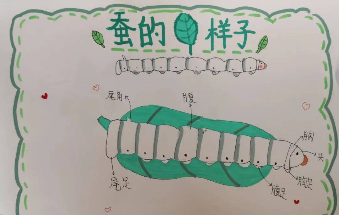 蚕宝宝备忘录图片