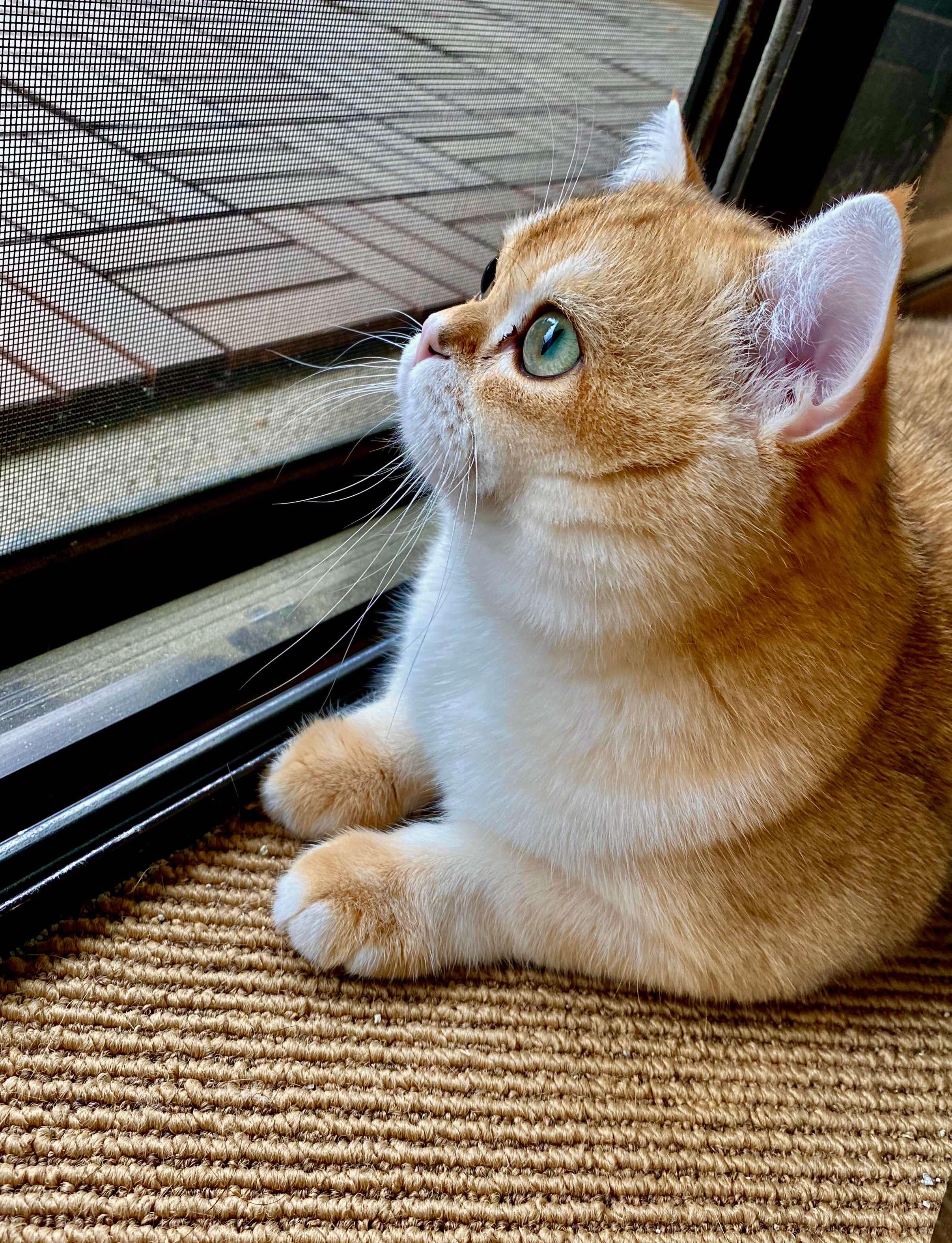 因为英短猫实在是太小心眼了,如果你不小心得罪了它或者做了让它不