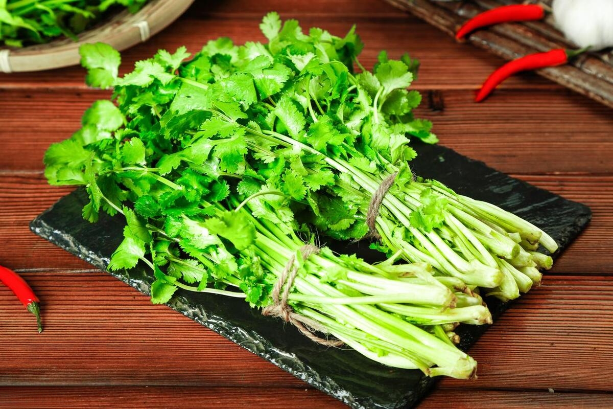 芫荽-中国蔬菜作物-图片