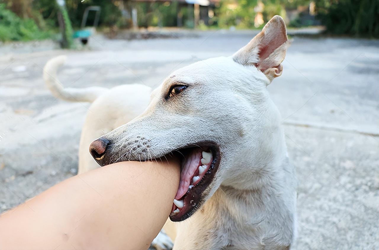 一文告诉你狗狗为什么咬人，如何识别咬人的狗 - 知乎