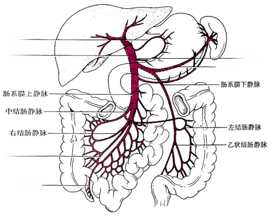 《局部解剖学》第8版