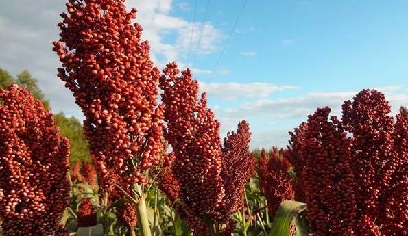 在很多地方,没有办法种植水稻和小麦,他们就以种植高粱为主.