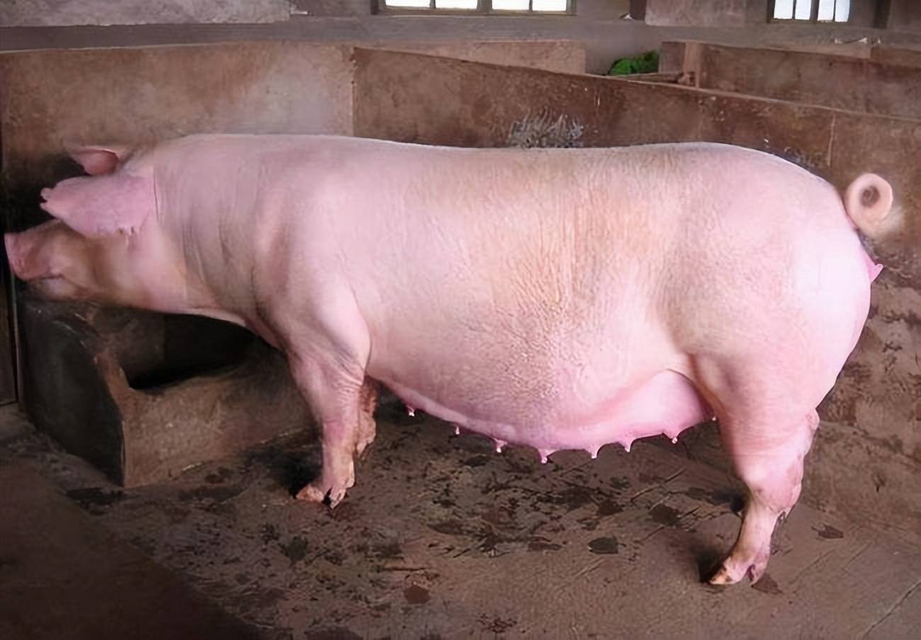 屠夫紧缺数万头猪无人杀 英国养猪业半年损失10亿-搜狐大视野-搜狐新闻