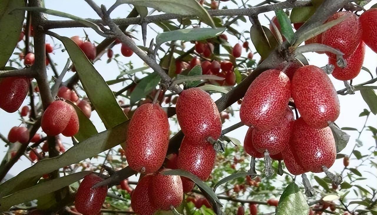 6种儿时吃过的野果,谷雨季节成熟,还记得吗?吃过的人都老了