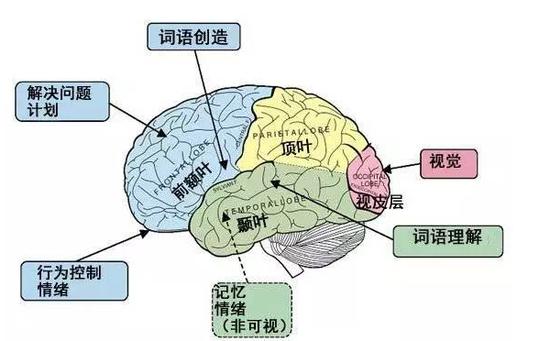 从大脑的语言区域看大脑的功能