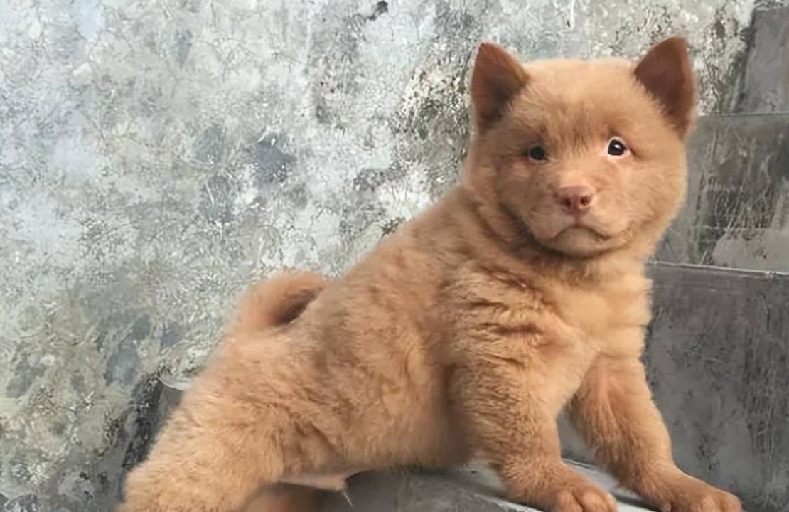 还有一种东莞五红犬,是潮汕五红犬和广东土松犬杂交而成的.