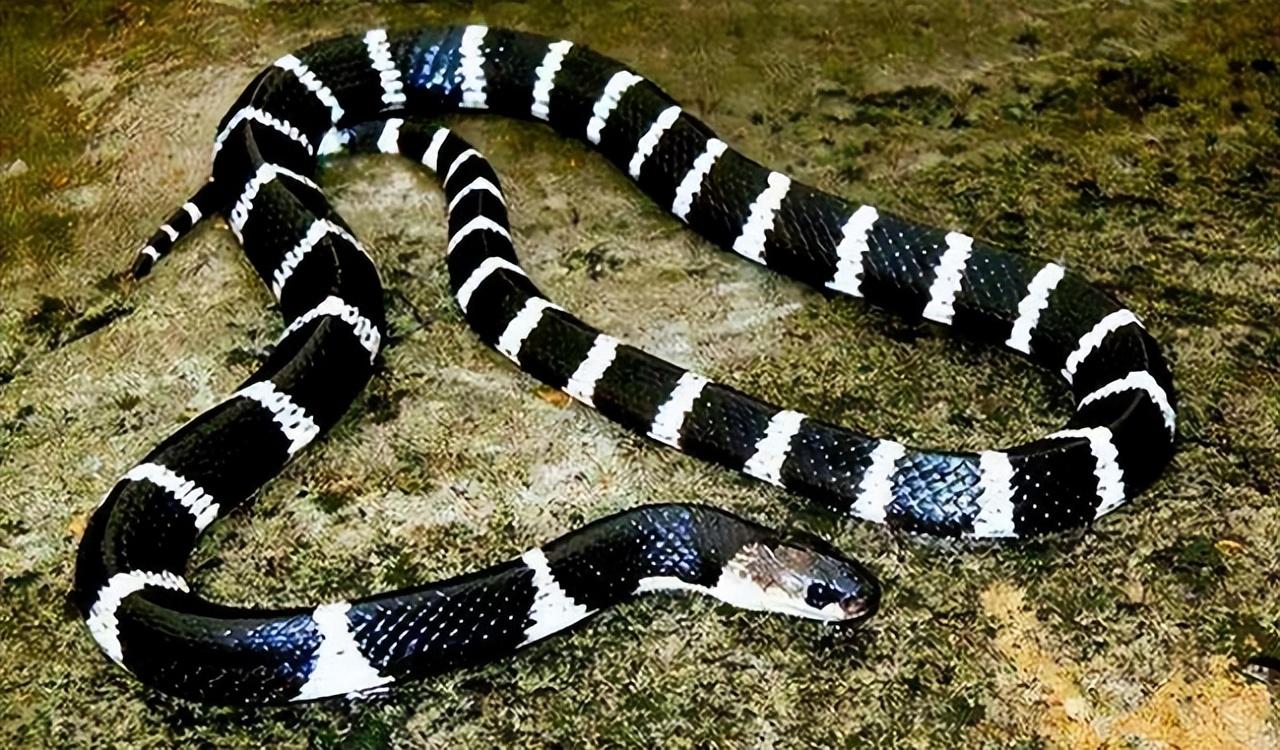 18年陕西女孩养蛇当宠物,不慎被咬伤,抢救时宁死不说是什么蛇