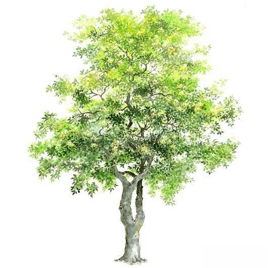 快来认树,101种带名字的手绘植物立面图