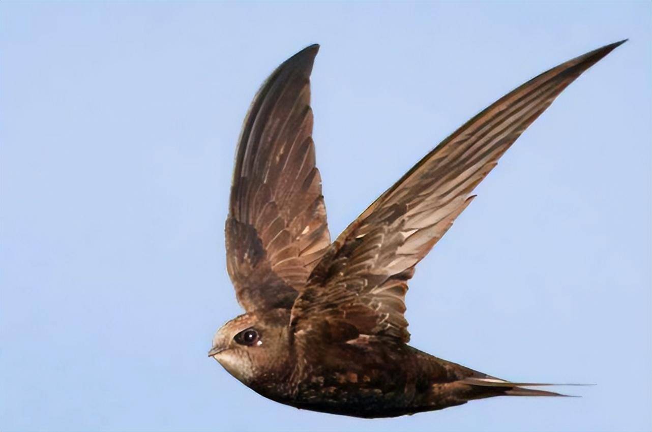 "无脚鸟"雨燕:一生飞翔不坠,落地如同死亡,睡觉繁衍都在空中