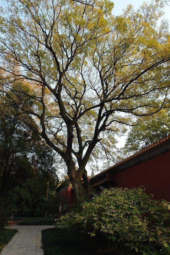 如果有个院子,一定要种上一棵遮阴树