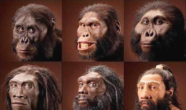 黑猩猩早已进入石器时代,假以时日,它们会进化成新的人类吗