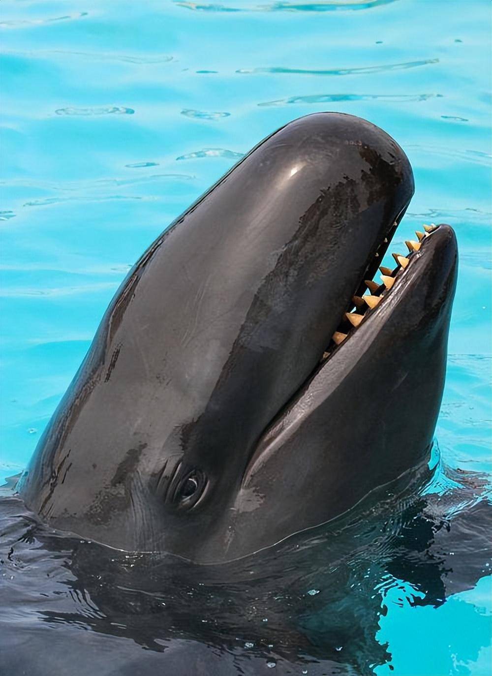 生活在赤道附近海域的伪虎鲸,极为罕见,是人们所陌生的鲸类