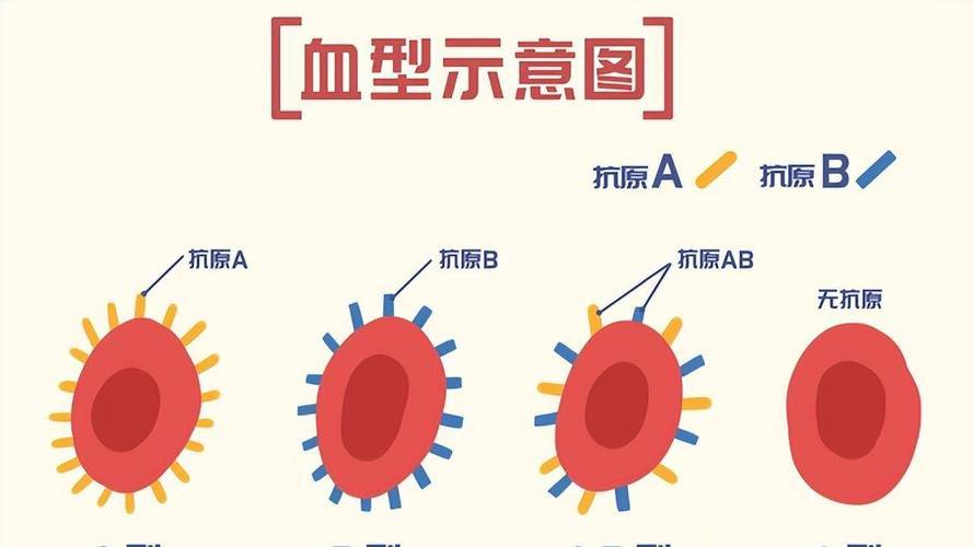 B型阴性血图片