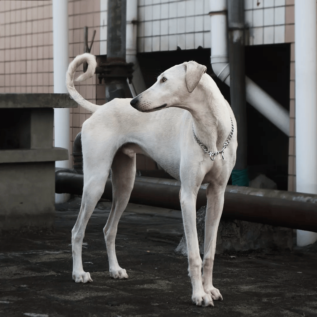 克瑞娜犬图片