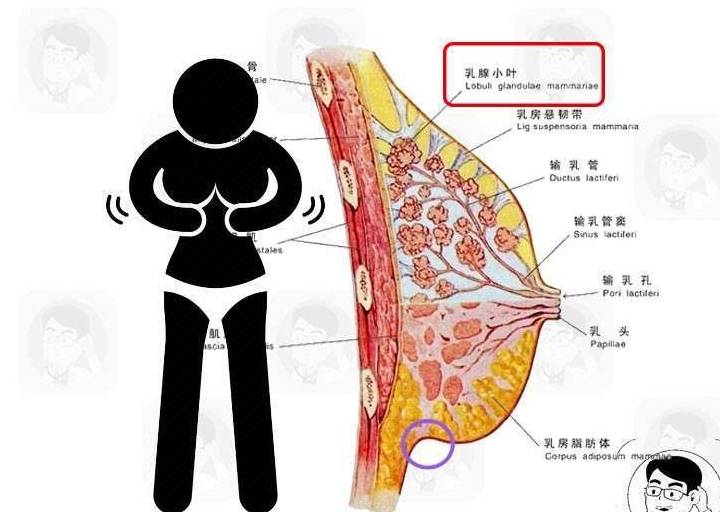 乳腺增生的位置图片图片