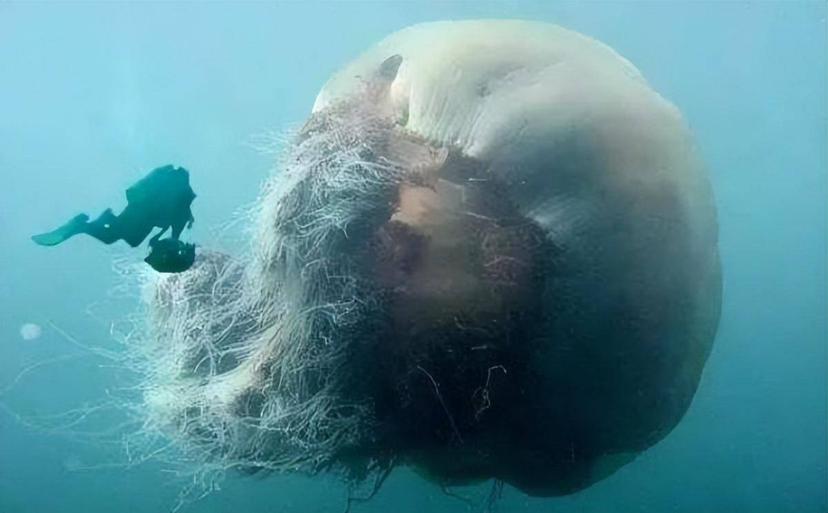 深海巨型恐怖生物图片