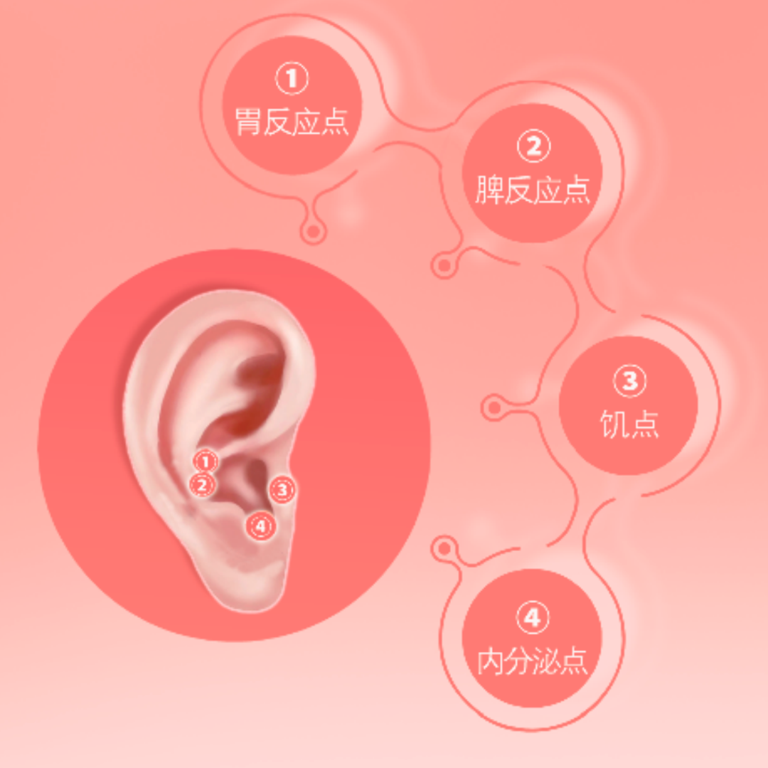 中医耳针取穴人体耳朵模型反射区穴位按摩清晰经络按摩耳模耳穴耳-阿里巴巴