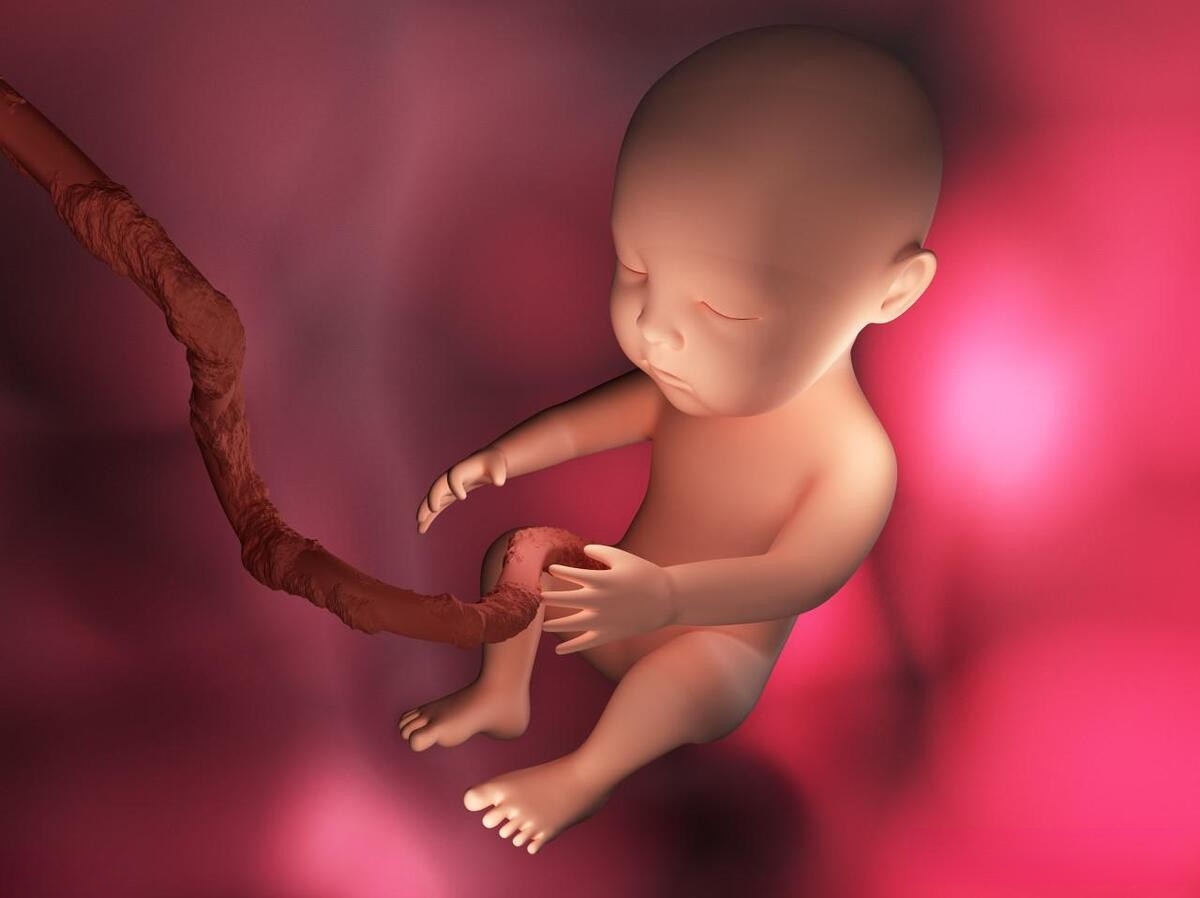 胎宝宝的活动逐渐增多,但由于体型较小,宝妈可能还感觉不到明显的胎动