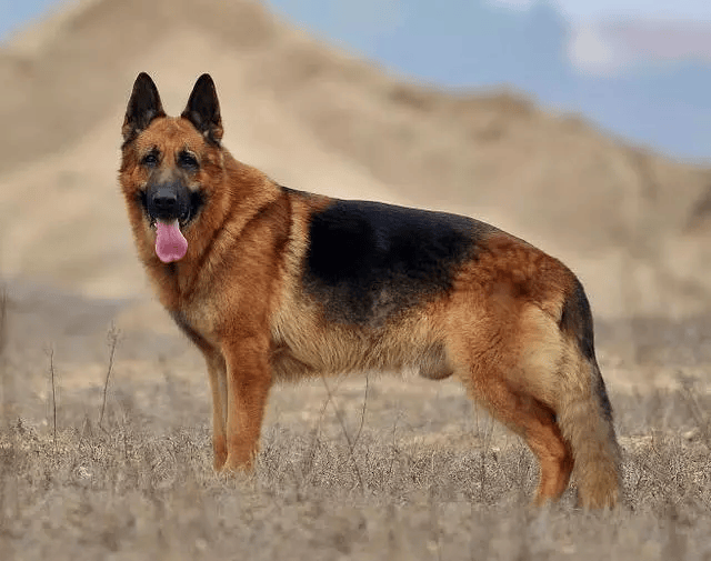 新疆地区的猛犬图片