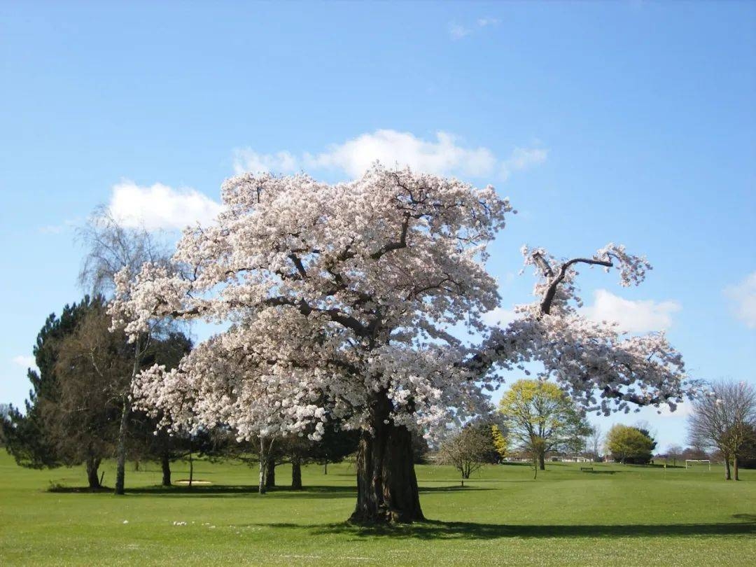 樱花prunus serrulata二,春季开花