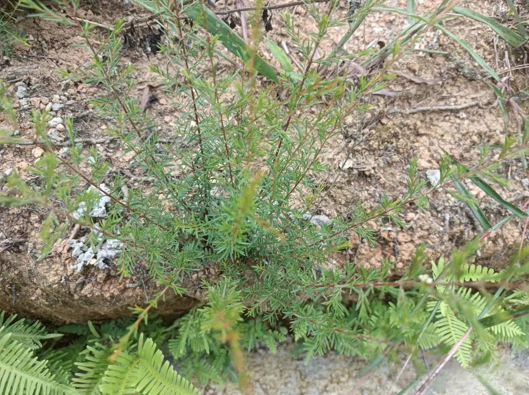 昔日"铁扫把",在山上就有,如今极为珍贵,可惜很多人不了解