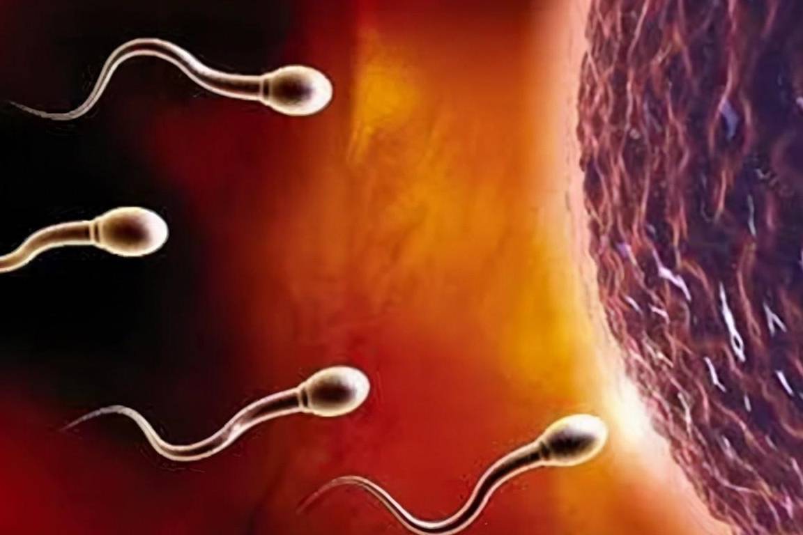 没有排出的精子和卵子都跑哪里去了？带你走进科学研究精子和卵子_子宫