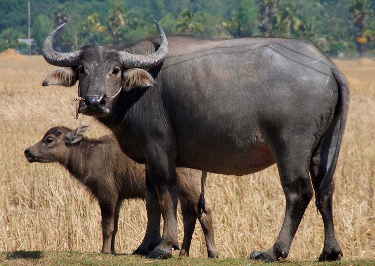 中国人能驯化水牛,让它耕地几千年,非洲人怎么不驯化非洲水牛?