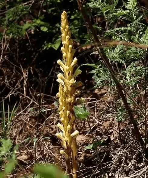 草苁蓉灵武公安提醒大家保护野生植物是维护生态平衡和生物多样性的