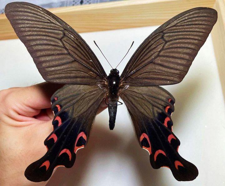 这种虫子其实是宽尾凤蝶的幼虫,也就是说这种虫子实际上是一种蝴蝶