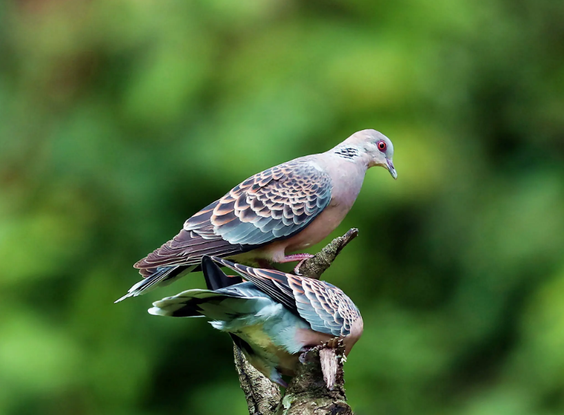 斑鸠随处可见,为何说吃它的肉会有很大的危害?