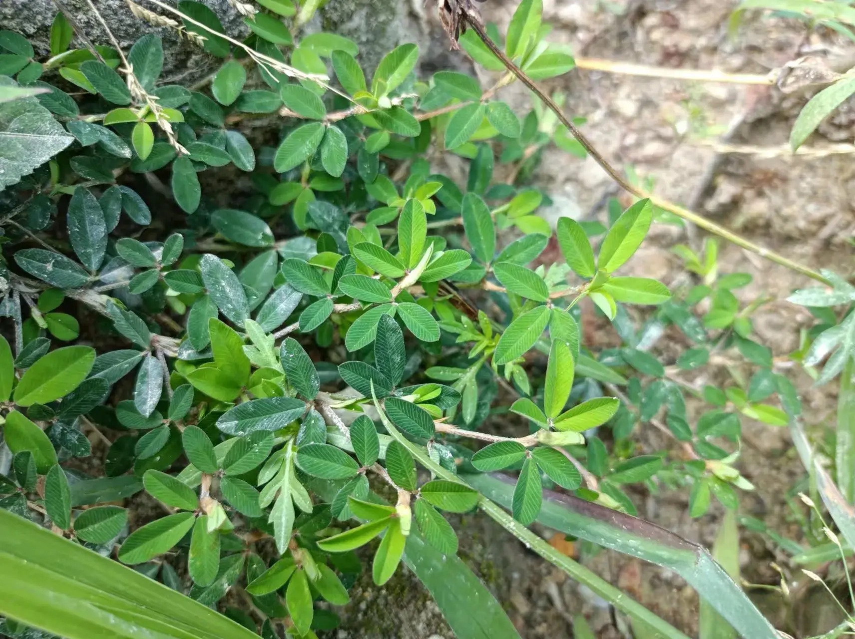 瞎眼草图片功效与作用图片