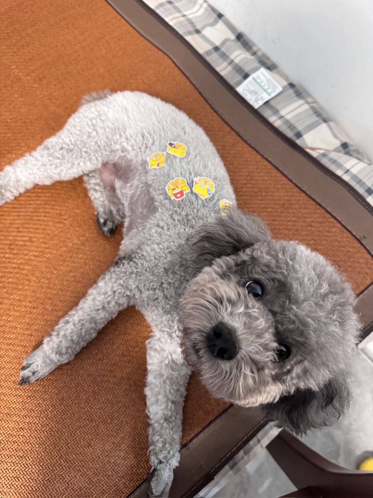 北京市丰台区《重金寻狗》——3000寻"灰色泰迪"