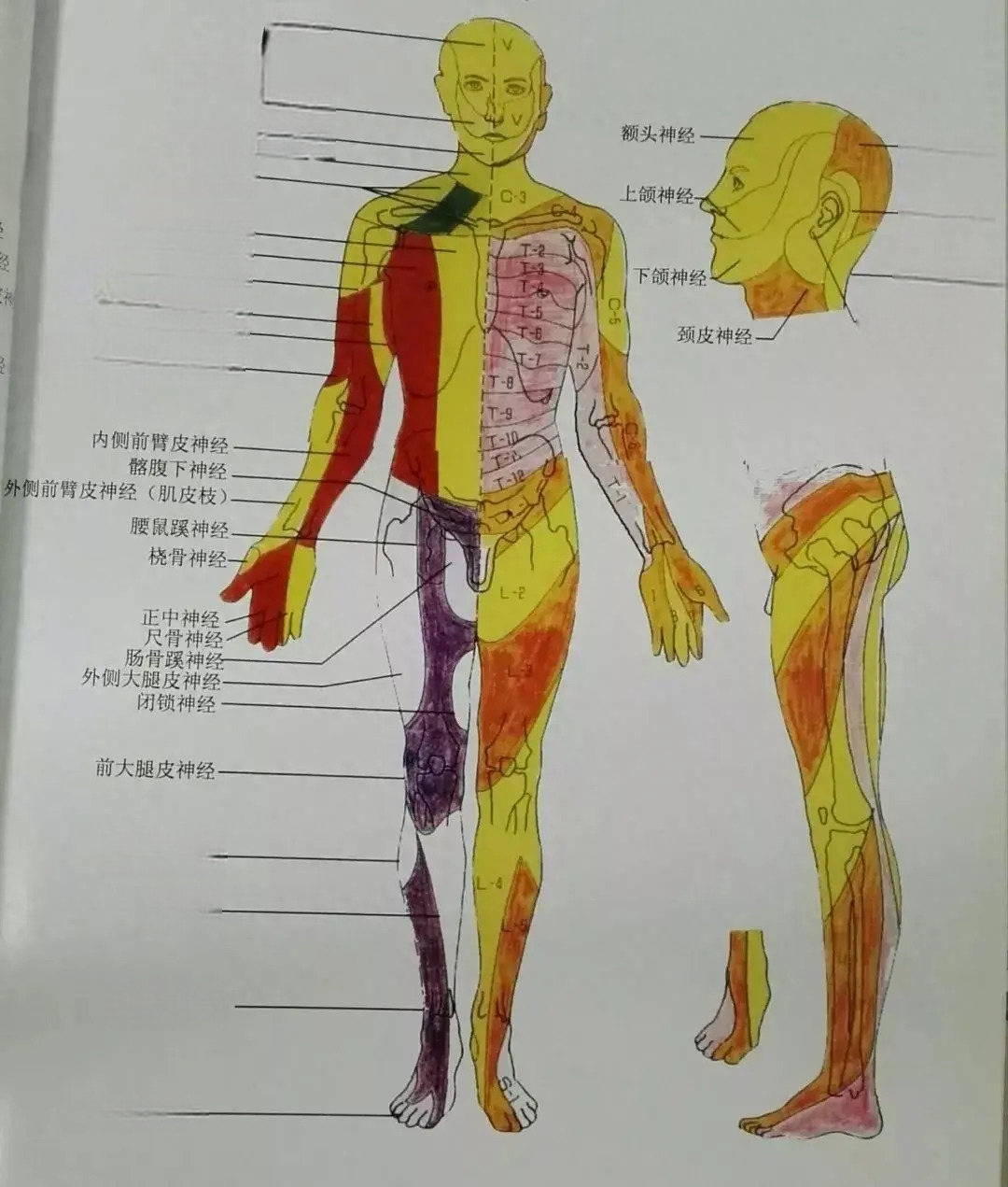 神经体表支配区域图图片