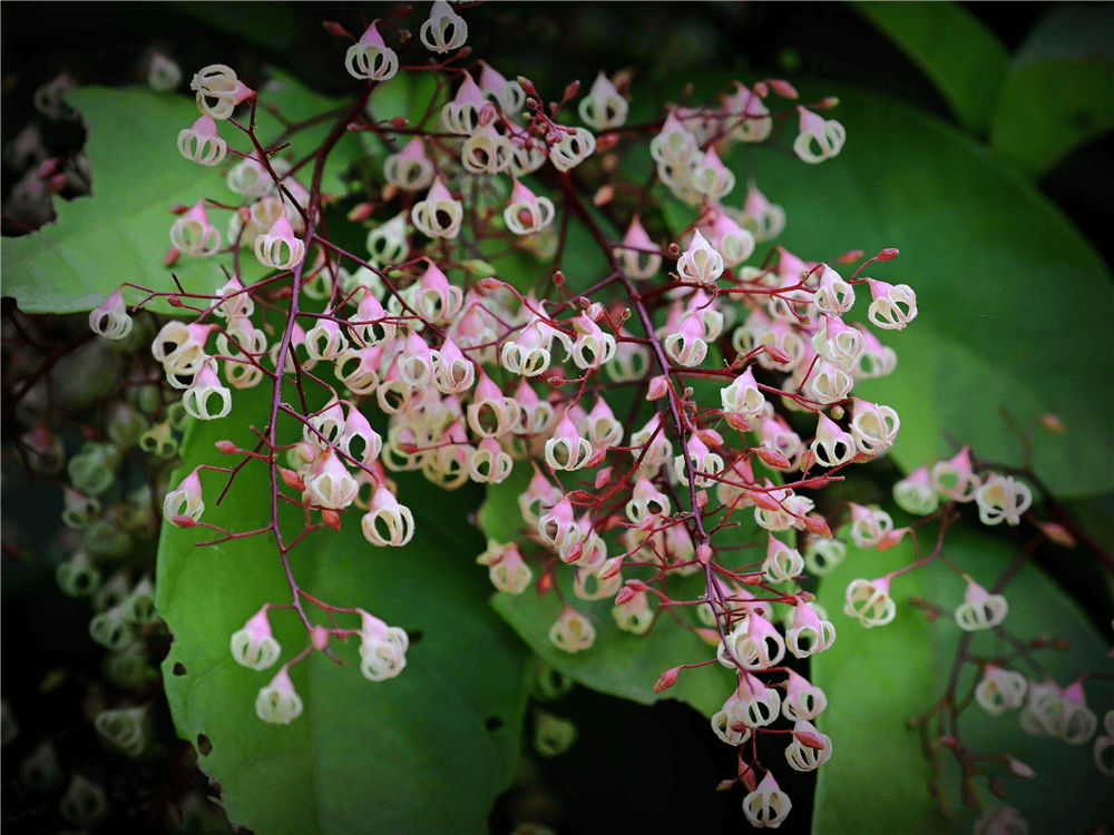 广西有一种树,花开如繁星,果荚火红似凤眼,连当地人都会认错它