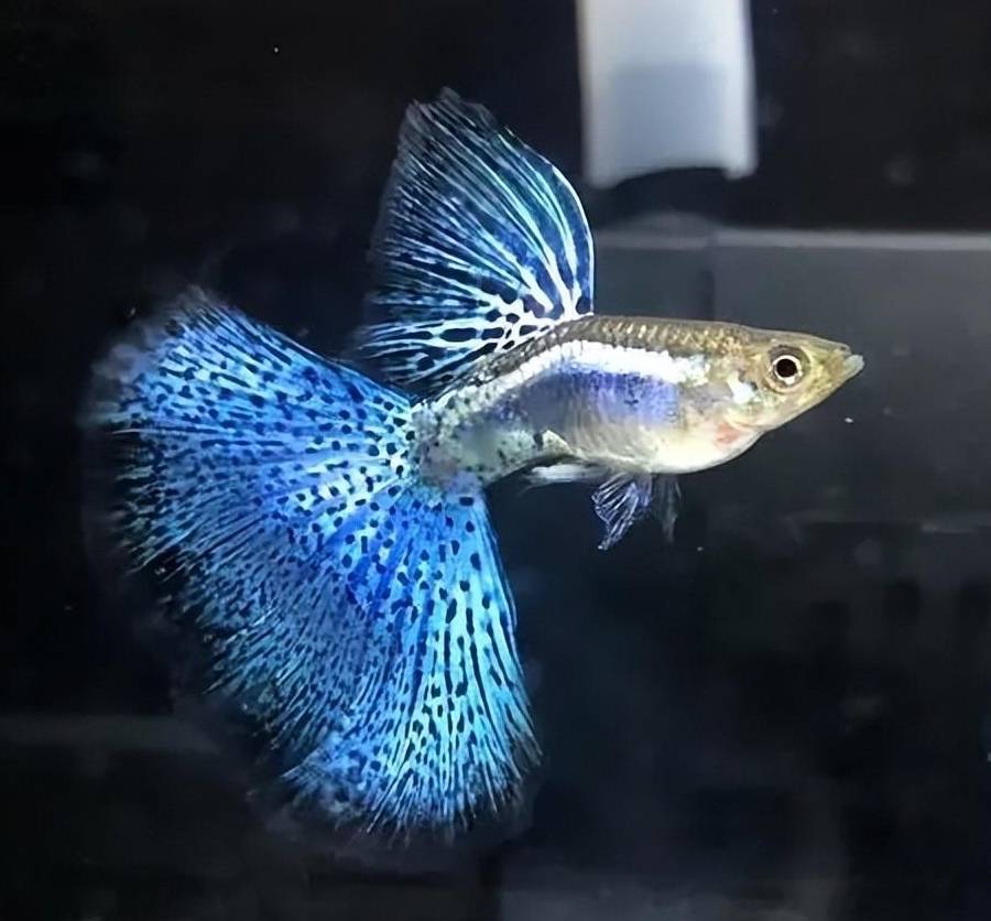 是红色的话,身体黑色素就会比较少,这个是蓝白的大c,这种红眼的鱼啊