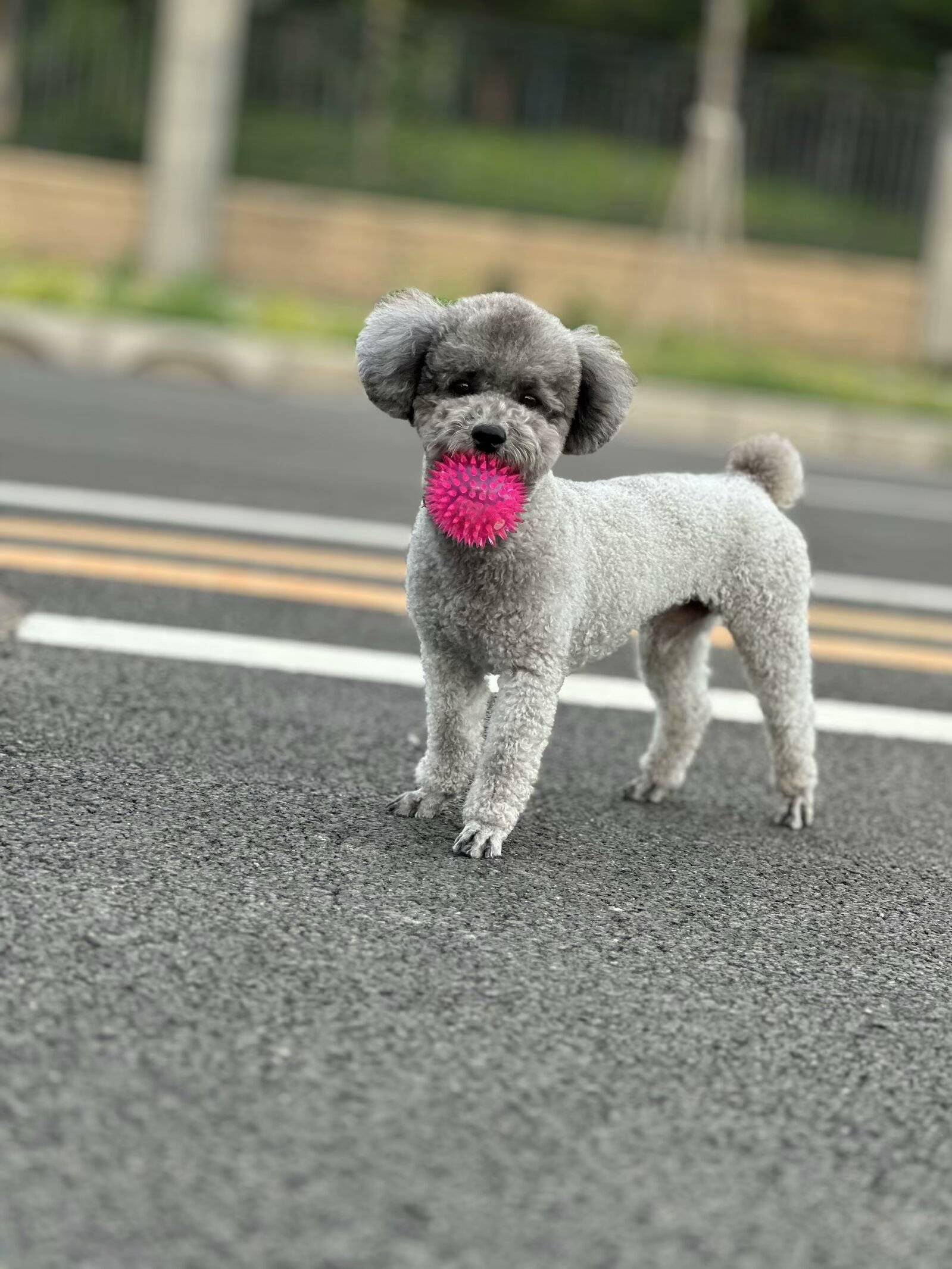 北京市丰台区《重金寻狗》——3000寻"灰色泰迪"