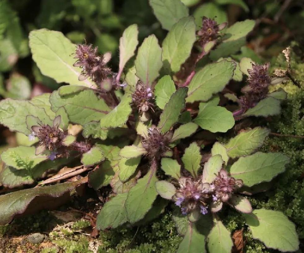 紫背金盘人称散瘀草,散血草,长得像夏枯草但多毛,如今很少见了