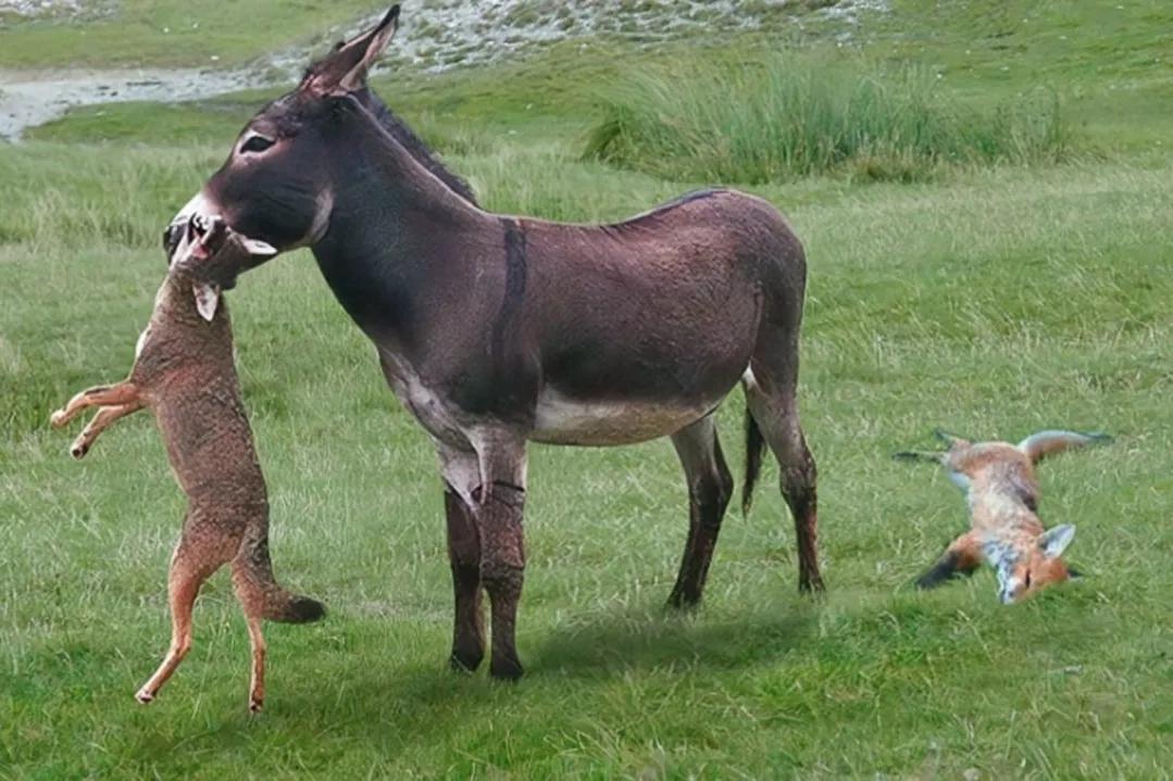 野驴与家驴相比,拥有强壮的体格和巨大的体型,狼群一般很难袭击到野驴