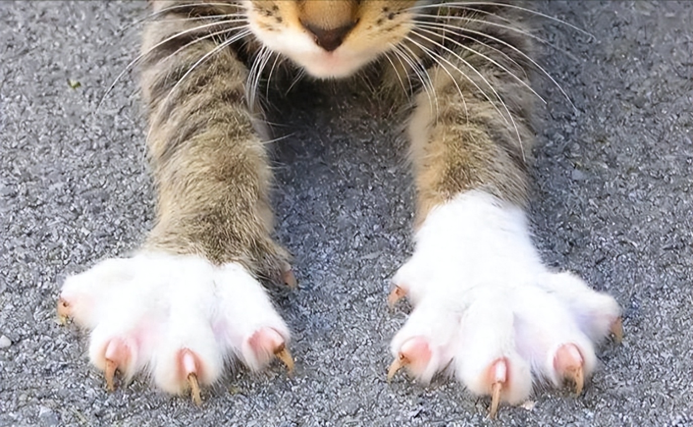猫脚趾 库存照片. 图片 包括有 逗人喜爱, 拥抱, 空白, 脚趾, 填充, 国内, 宠物, 休眠, 短小 - 95538916