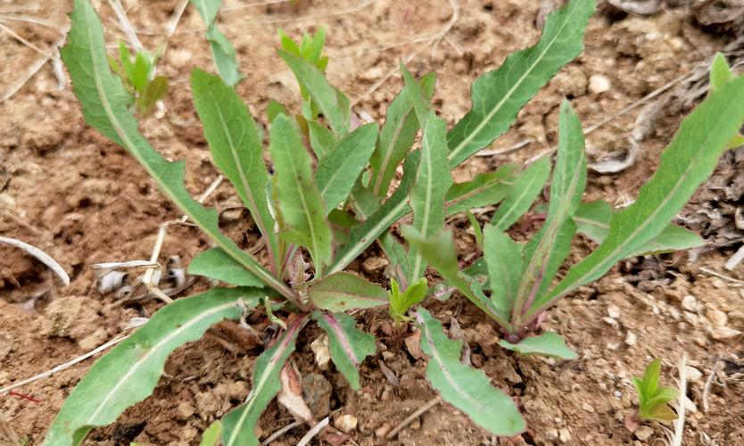 曲曲牙也叫败酱菜,本身就属于一种野菜.